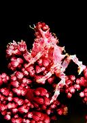 02_Softcoral Crab1